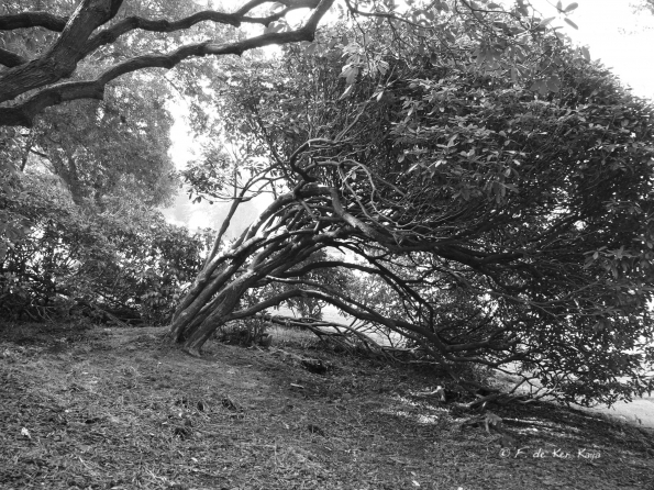 Bois des Moutiers (33) mars 2012